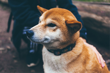 軍犬霸氣名字大全