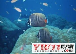 夢見魚