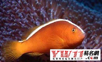 夢(mèng)到魚