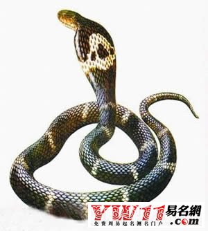 夢(mèng)見(jiàn)把蛇打死是什么意思？