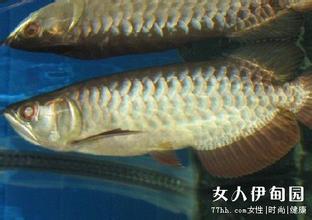 夢(mèng)見大魚