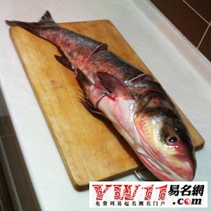 周公解夢(mèng)夢(mèng)見魚