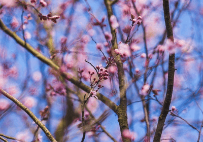 夢(mèng)見樹開花