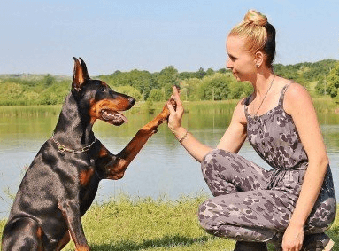 軍犬霸氣的名字有哪些