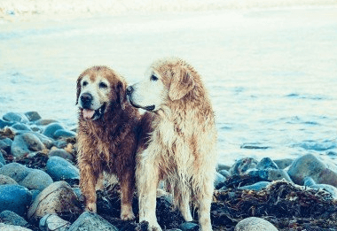 軍犬霸氣的名字有哪些