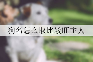 狗名怎么取比較旺主人