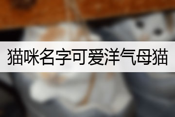 貓咪名字可愛洋氣母貓