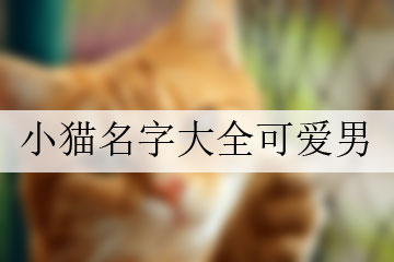 小貓名字大全可愛男