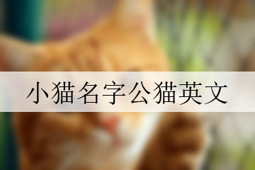 小貓名字公貓英文