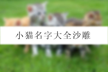 小貓名字大全沙雕