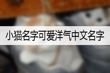 小貓名字可愛洋氣中文名字