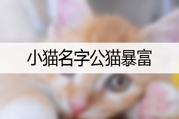 小貓名字公貓暴富