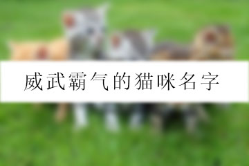 威武霸氣的貓咪名字