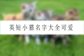 英短小貓名字大全可愛