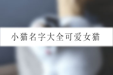 小貓名字大全可愛女貓