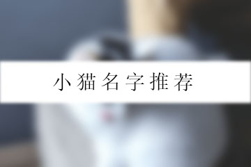 小貓名字推薦