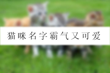 貓咪名字霸氣又可愛