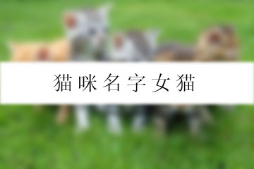 貓咪名字女貓