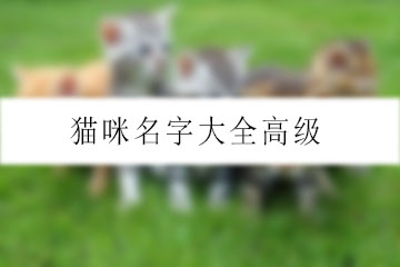 貓咪名字大全高級(jí)