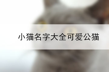 小貓名字大全可愛(ài)公貓