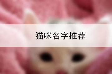 貓咪名字推薦