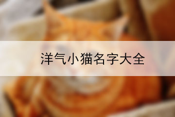 洋氣小貓名字大全