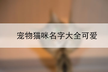 寵物貓咪名字大全可愛