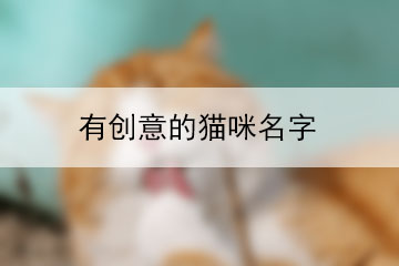 有創(chuàng)意的貓咪名字