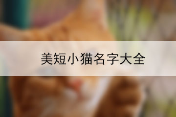 美短小貓名字大全