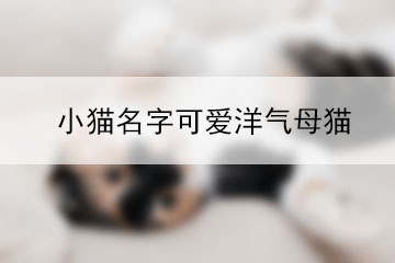 小貓名字可愛洋氣母貓