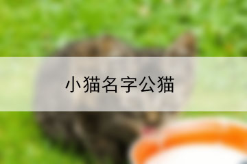 貓咪名字大全母貓