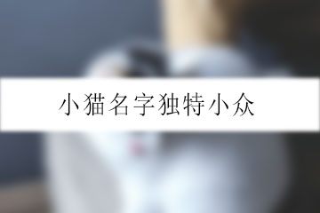 小貓名字獨特小眾