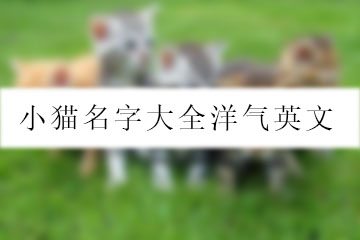 小貓名字大全洋氣英文