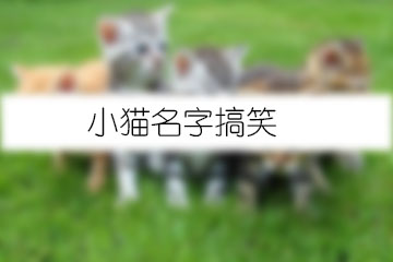 小貓名字搞笑