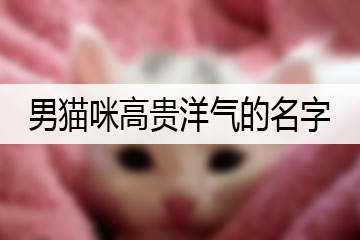 男貓咪高貴洋氣的名字