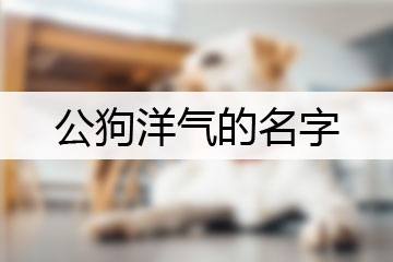 公狗洋氣的名字