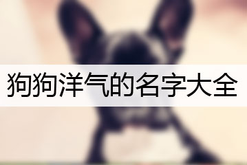 狗狗洋氣的名字大全