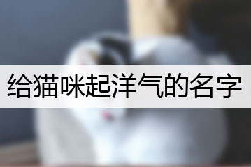 給貓咪起洋氣的名字