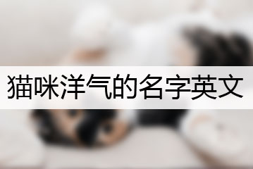 貓咪洋氣的名字英文