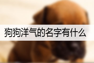 狗狗洋氣的名字有什么