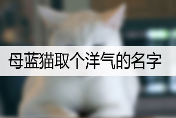 母藍貓取個洋氣的名字